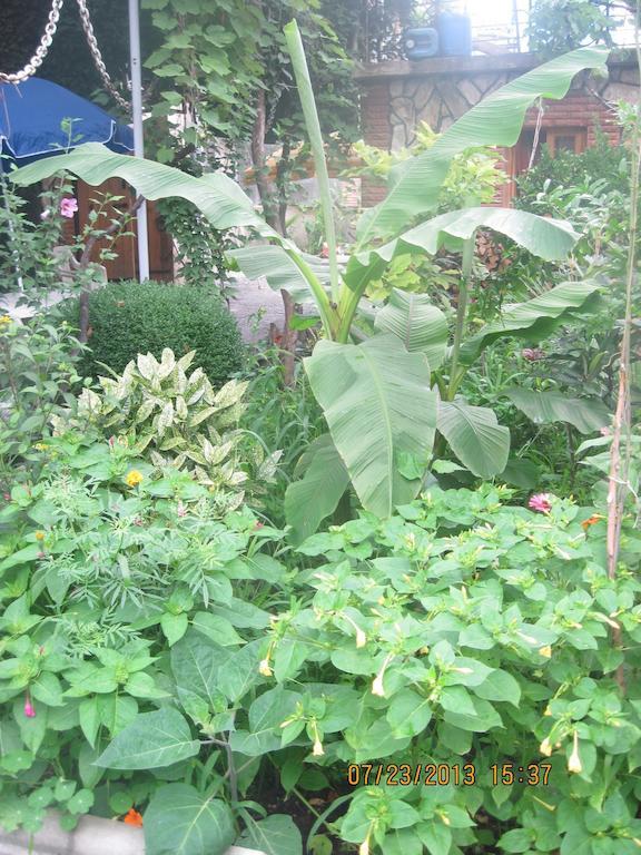 Tamar Guest House Gori Exterior photo